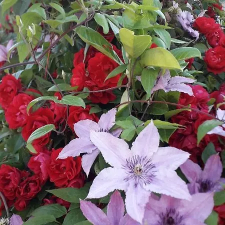 Casa vacanze Au Pré Du Mont St Michel Villiers-le-Pré