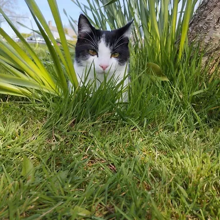 Au Pre Du Mont St Michel Σπίτι διακοπών