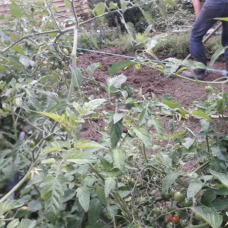 Semesterbostad Au Pre Du Mont St Michel