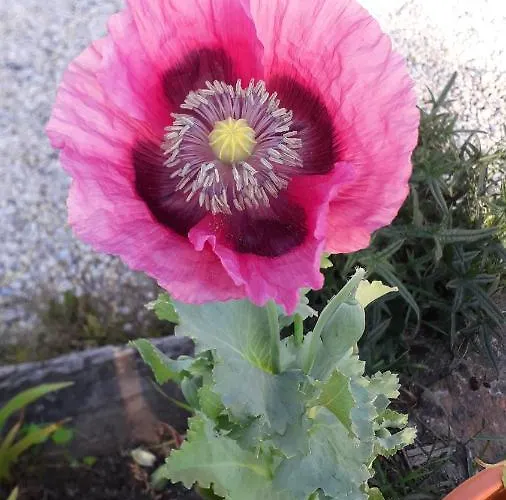 بيت للعطل Au Pre Du Mont St Michel